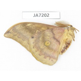 Saturniidae sp. China, Heilongjiang, Jiamusi.1M. JA7202.