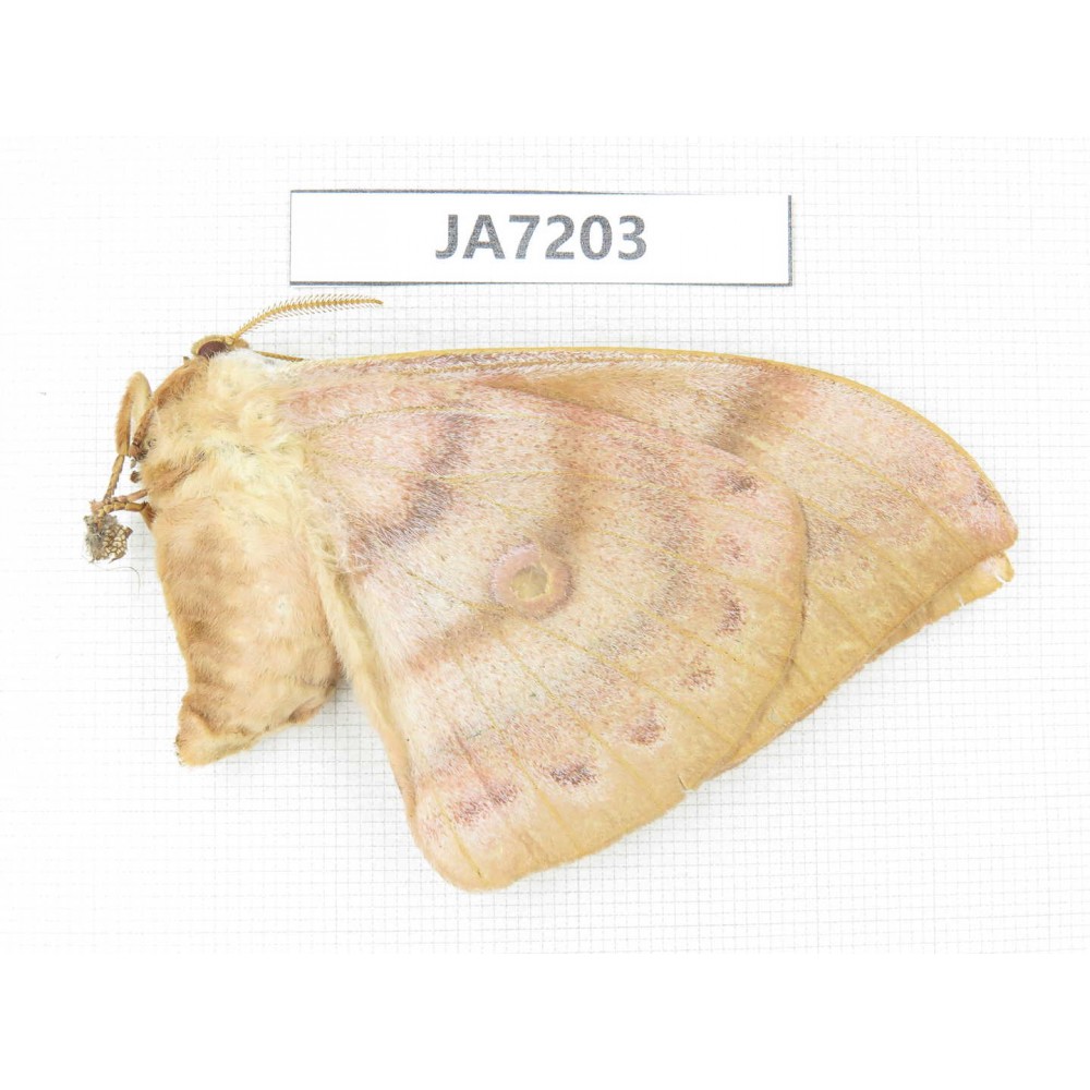 Saturniidae sp. China, Heilongjiang, Jiamusi.1F. JA7203.