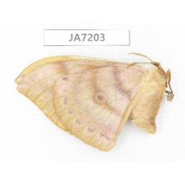 Saturniidae sp. China, Heilongjiang, Jiamusi.1F. JA7203.