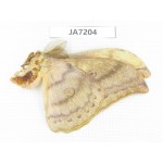 Saturniidae sp. China, Heilongjiang, Jiamusi.1M. JA7204.
