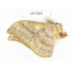 Saturniidae sp. China, Heilongjiang, Jiamusi.1M. JA7204.