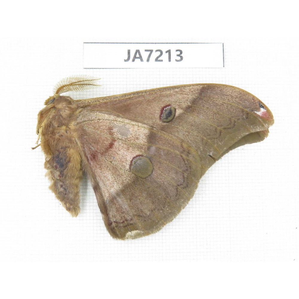 Saturniidae sp. China, Heilongjiang, Jiamusi.1M. JA7213.