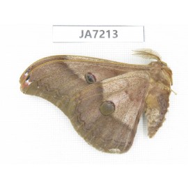 Saturniidae sp. China, Heilongjiang, Jiamusi.1M. JA7213.