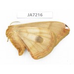 Saturniidae sp. China, Heilongjiang, Jiamusi.1F. JA7216.