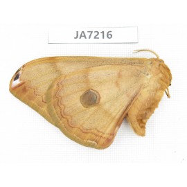 Saturniidae sp. China, Heilongjiang, Jiamusi.1F. JA7216.