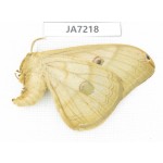 Saturniidae sp. China, Heilongjiang, Jiamusi.1F. JA7218.