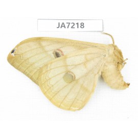 Saturniidae sp. China, Heilongjiang, Jiamusi.1F. JA7218.