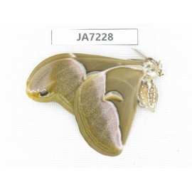 Saturniidae sp. China, Zhejiang, Ningbo, Cixi. 1M. JA7228.