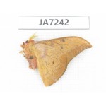 Saturniidae sp. China, Yunnan, Wenshan area, Maguan county.1M. JA7242.