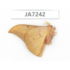 Saturniidae sp. China, Yunnan, Wenshan area, Maguan county.1M. JA7242.