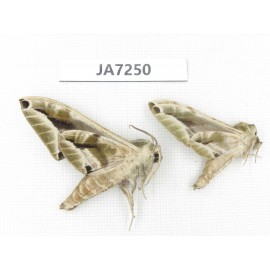 Sphingidae sp. China, W Yunnan, Dali, S of Mt.Cangshan. 2Pcs. JA7250.