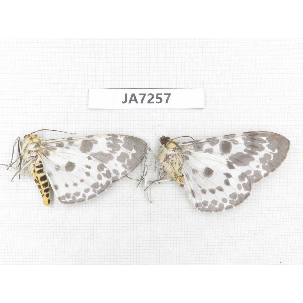 Moths sp. China, W of Yunnan, Dali area, S of Mt. Cangshan. 2Pcs. JA7257.