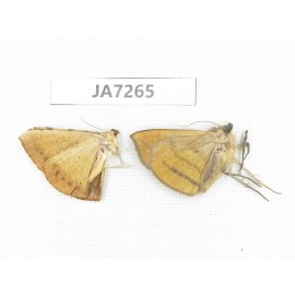 Moths sp. China, W of Yunnan, Dali area, S of Mt. Cangshan. 2Pcs. JA7265.