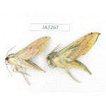 Sphingidae sp. China, W Yunnan, Dali, S of Mt.Cangshan. 2Pcs. JA7267.
