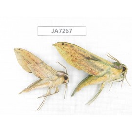 Sphingidae sp. China, W Yunnan, Dali, S of Mt.Cangshan. 2Pcs. JA7267.