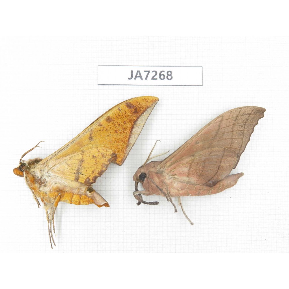 Sphingidae sp. China, W Yunnan, Dali, S of Mt.Cangshan. 2Pcs. JA7268.