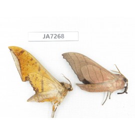 Sphingidae sp. China, W Yunnan, Dali, S of Mt.Cangshan. 2Pcs. JA7268.