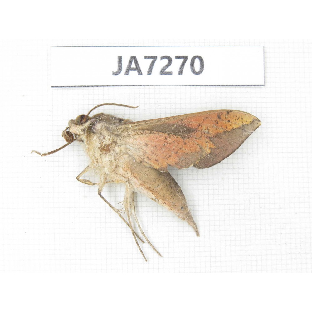 Sphingidae sp. China, W Yunnan, Dali, S of Mt.Cangshan. 1Pcs. JA7270.