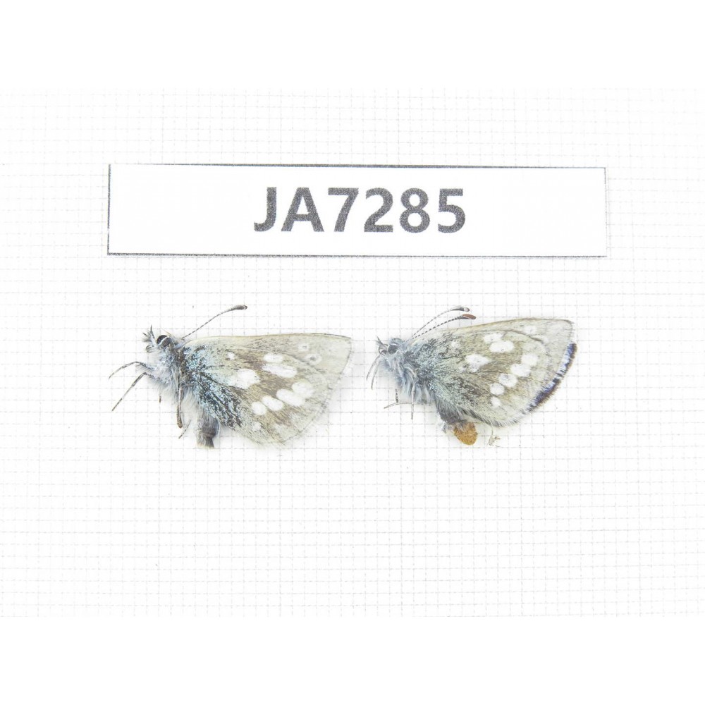 Albulina orbitula. China, Qilian county, Mt.Niuxinshan. 2M. JA7285.