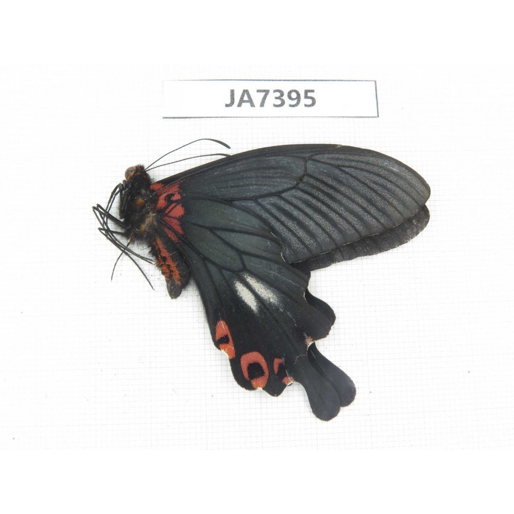 Papilio boots ssp. China,  W of Sichuan, Ganzi area, Mt.Gonggashan.1M. JA7395.