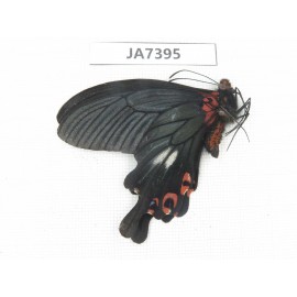 Papilio boots ssp. China,  W of Sichuan, Ganzi area, Mt.Gonggashan.1M. JA7395.