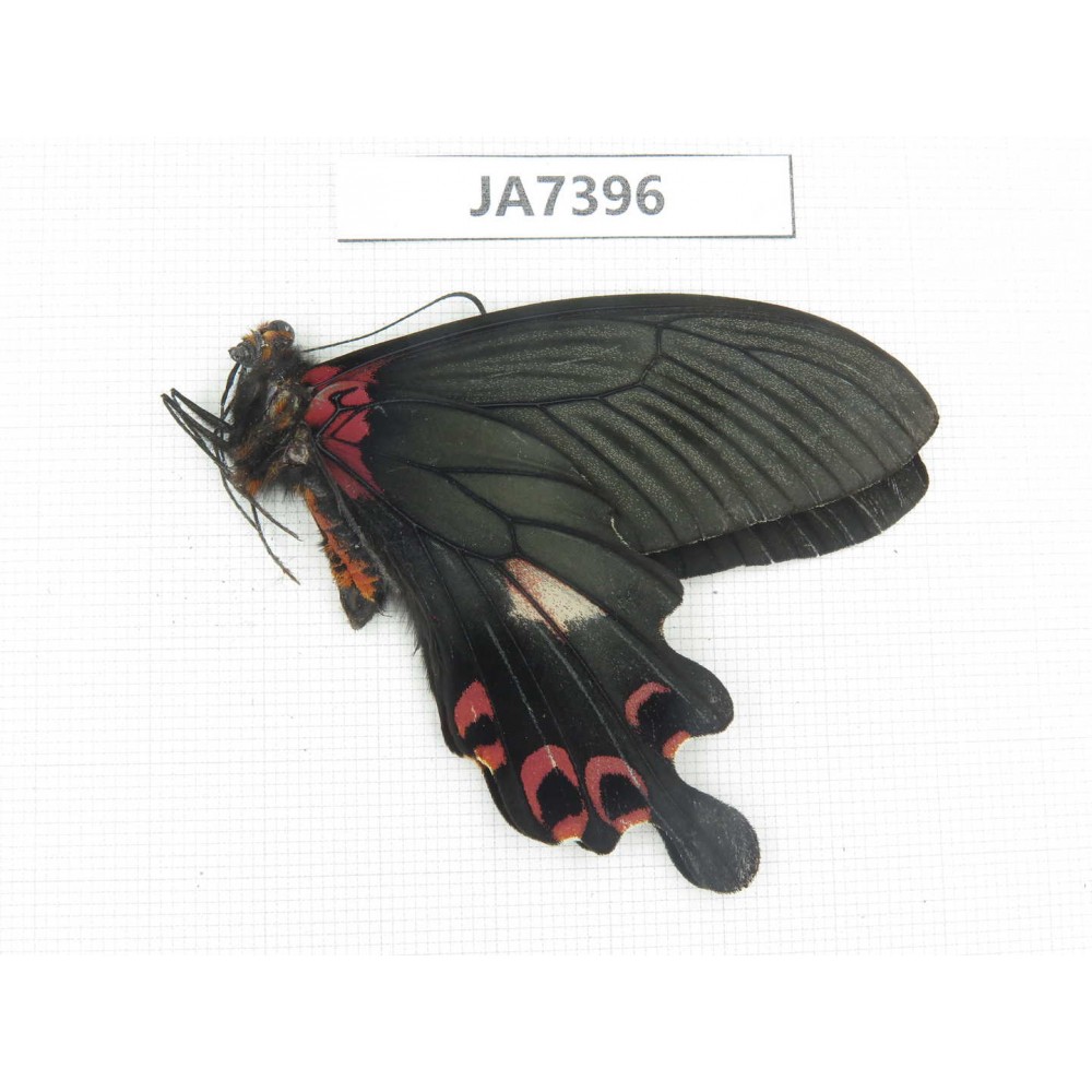Papilio boots ssp. China,  W of Sichuan, Ganzi area, Mt.Gonggashan.1M. JA7396.