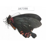Papilio boots ssp. China,  W of Sichuan, Ganzi area, Mt.Gonggashan.1M. JA7398.