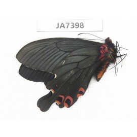Papilio boots ssp. China,  W of Sichuan, Ganzi area, Mt.Gonggashan.1M. JA7398.