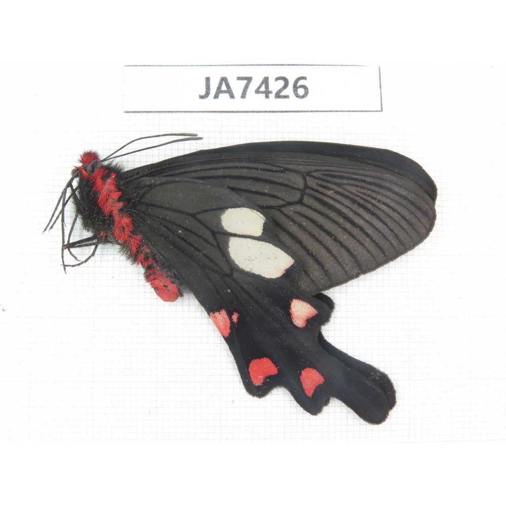 Byasa nevilli ssp. China, W of Yunnan, Dali, N of Mt.Cangshan. 1M. JA7426.