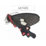 Byasa nevilli ssp. China, W of Yunnan, Dali, N of Mt.Cangshan. 1M. JA7426.