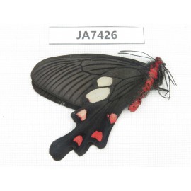 Byasa nevilli ssp. China, W of Yunnan, Dali, N of Mt.Cangshan. 1M. JA7426.