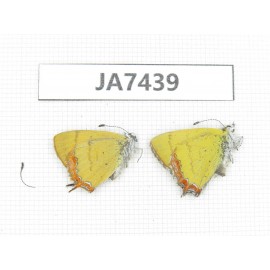 Heliophorus sp. China, W Yunnan, Dali, N of Mt.Cangshan. 2M. JA7439.
