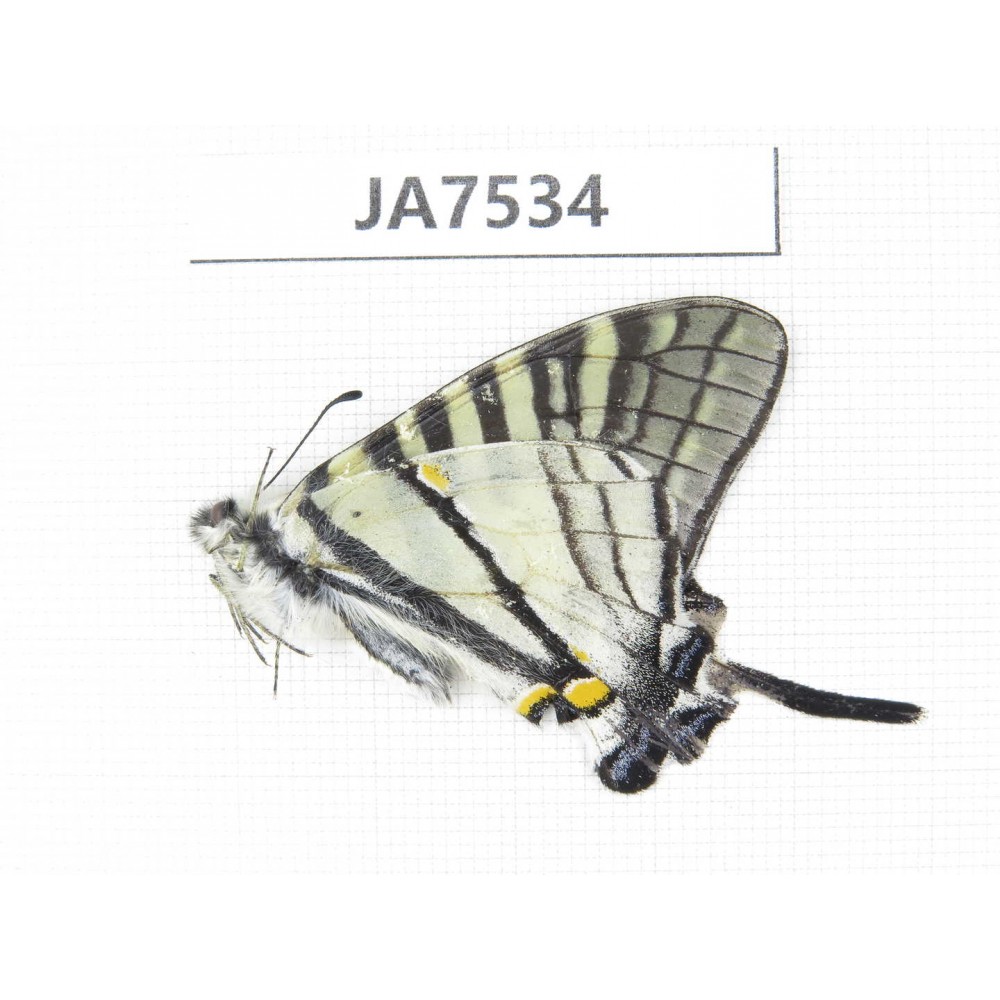 Pazala sp. China, Yunnan, Deqin county, Mt.Meilixueshan.1M. JA7534.