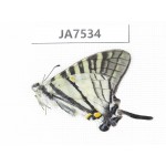 Pazala sp. China, Yunnan, Deqin county, Mt.Meilixueshan.1M. JA7534.