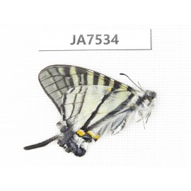 Pazala sp. China, Yunnan, Deqin county, Mt.Meilixueshan.1M. JA7534.