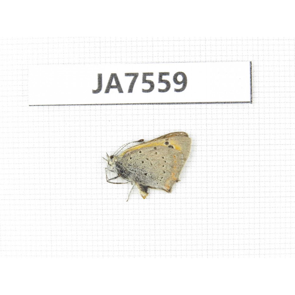 Lycaena phlaeas. China, Tibet, Linzhi, Milin county. 1M. JA7559.