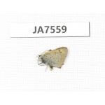 Lycaena phlaeas. China, Tibet, Linzhi, Milin county. 1M. JA7559.