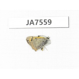 Lycaena phlaeas. China, Tibet, Linzhi, Milin county. 1M. JA7559.