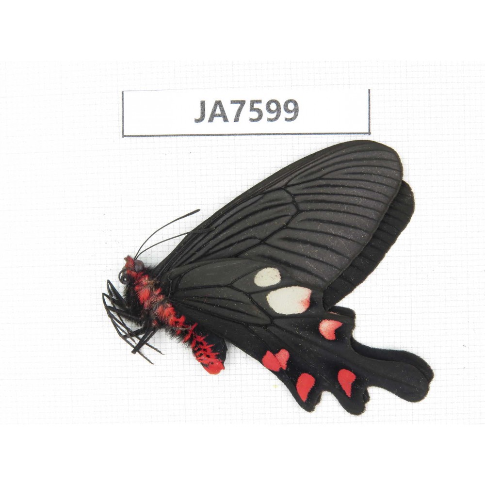 Byasa nevilli ssp. China, W Yunnan, Dali area, Fengyi town.1M. JA7599.