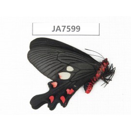 Byasa nevilli ssp. China, W Yunnan, Dali area, Fengyi town.1M. JA7599.