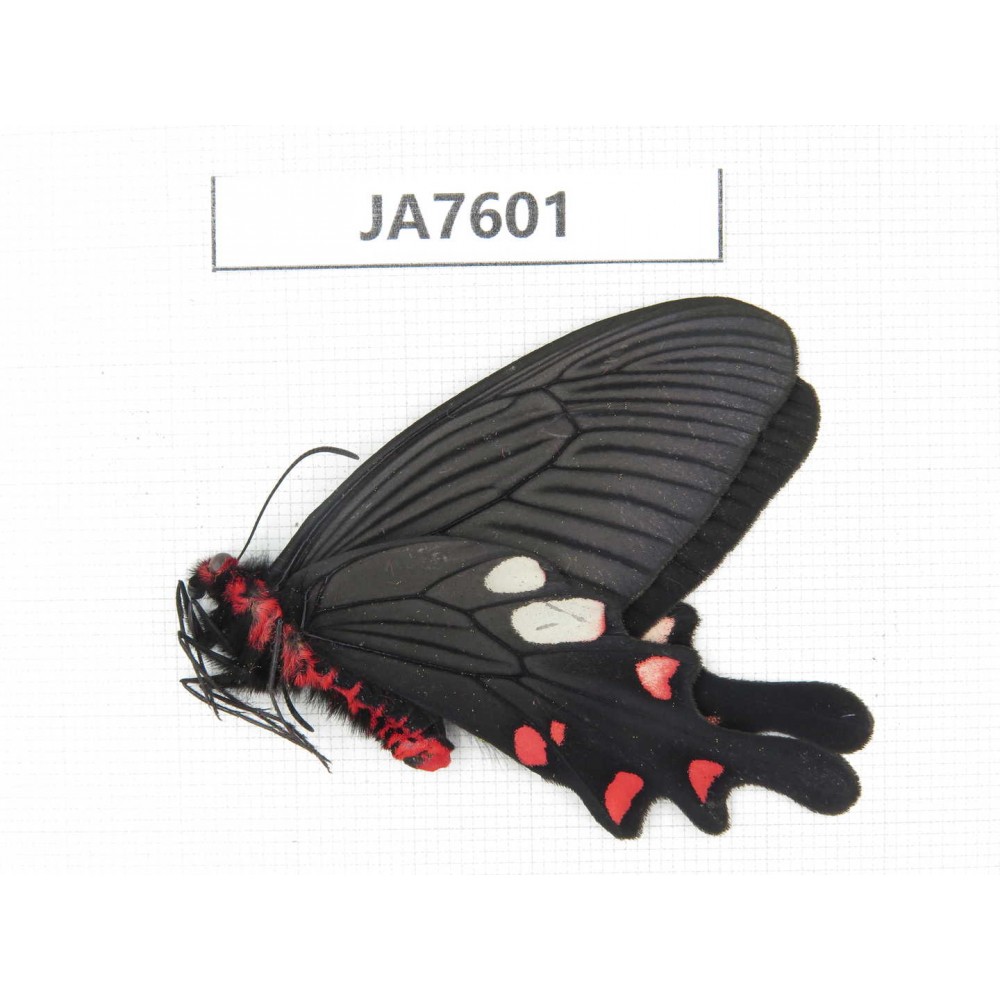 Byasa nevilli ssp. China, W Yunnan, Dali area, Fengyi town.1M. JA7601.