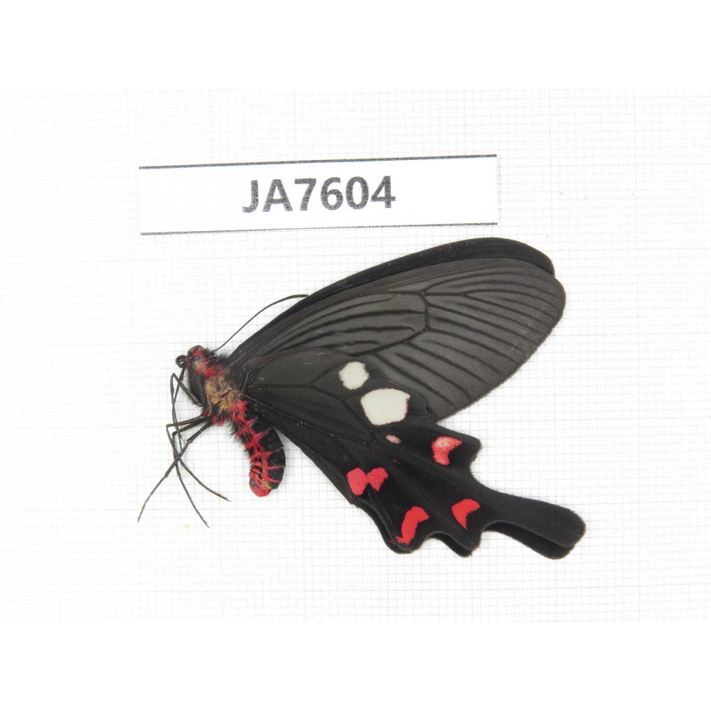 Byasa rhadinus. China, W of Yunnan, Dali, S of Mt.Cangshan. 1M. JA7604.