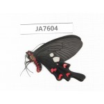 Byasa rhadinus. China, W of Yunnan, Dali, S of Mt.Cangshan. 1M. JA7604.
