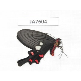 Byasa rhadinus. China, W of Yunnan, Dali, S of Mt.Cangshan. 1M. JA7604.