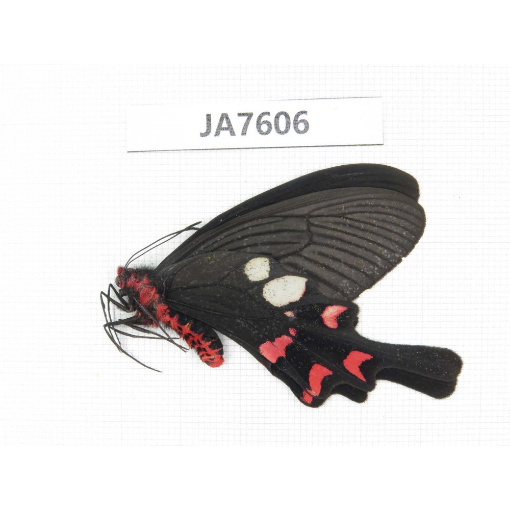 Byasa rhadinus. China, W of Yunnan, Dali, S of Mt.Cangshan. 1M. JA7606.