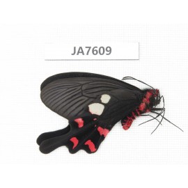 Byasa rhadinus. China, W of Yunnan, Dali, S of Mt.Cangshan. 1M. JA7609.