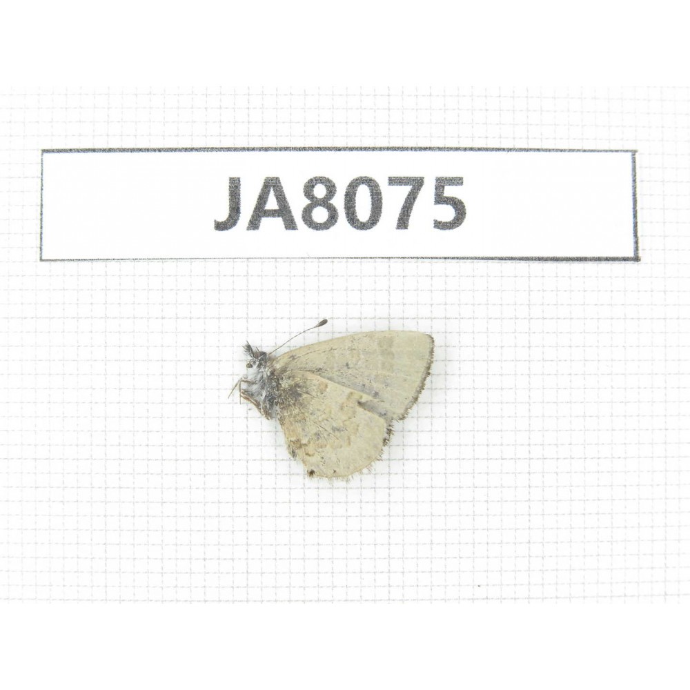 Orthomiella pontis. China, Yunnan, Xiangerila, S of Weixi county. 1M. JA8075.