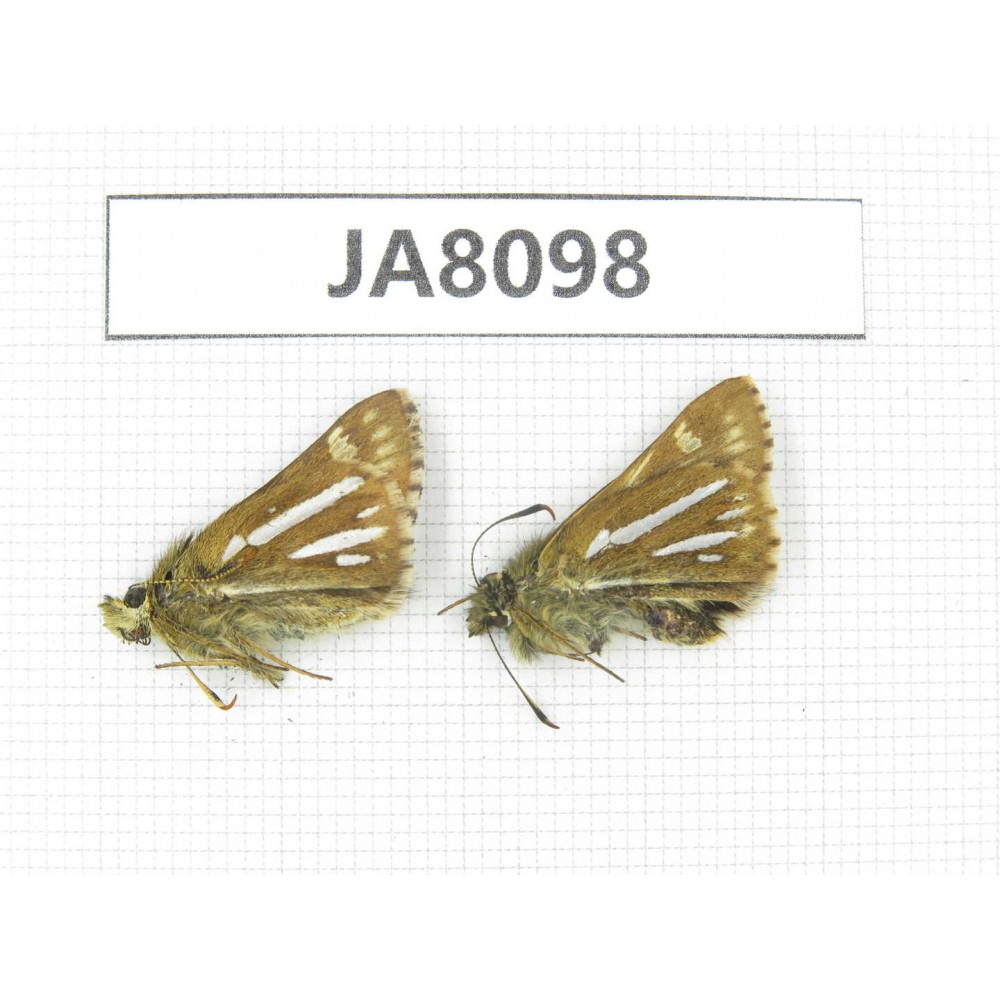 Thoressa bivitta. China,  Sichuan, Ganzi, Mt.Gonggashan. 2M. JA8098.