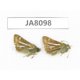 Thoressa bivitta. China,  Sichuan, Ganzi, Mt.Gonggashan. 2M. JA8098.