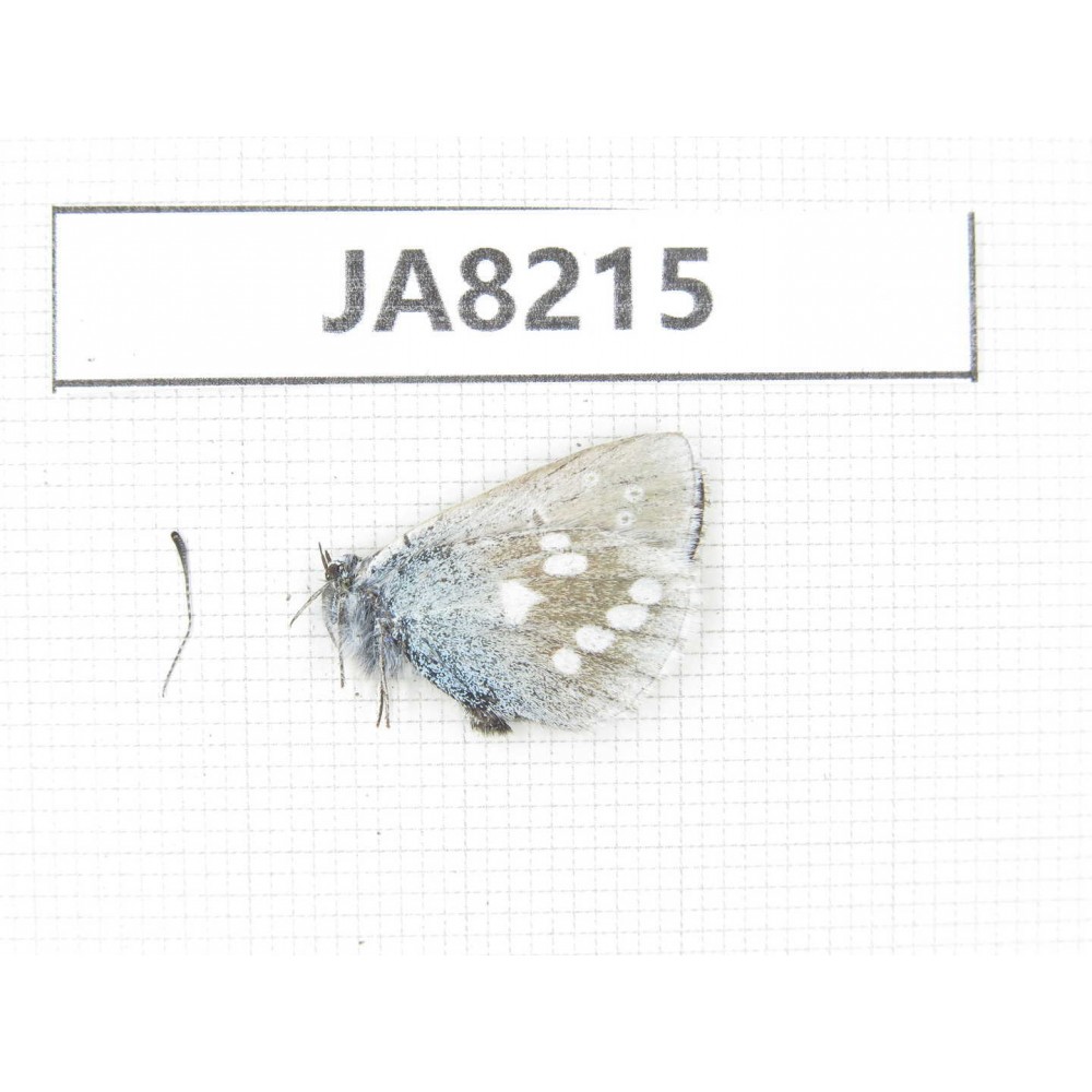 Albulina orbitula. China, Qinghai, Xining, Pingan county.1M. JA8215.